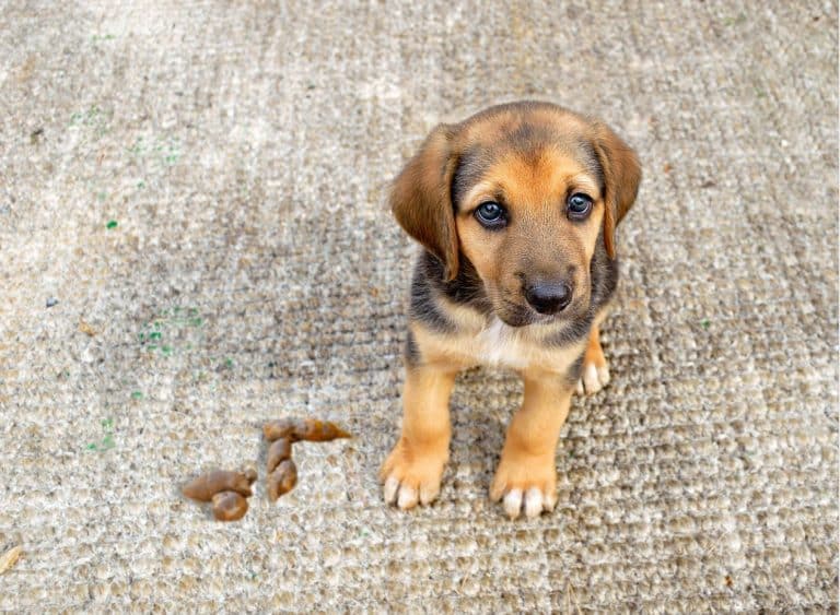 How to Remove Dog Poo from Carpet MaidForYou
