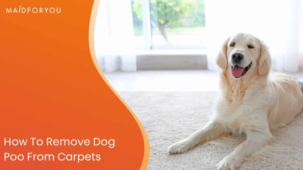 How to Remove Dog Poo from Carpet MaidForYou