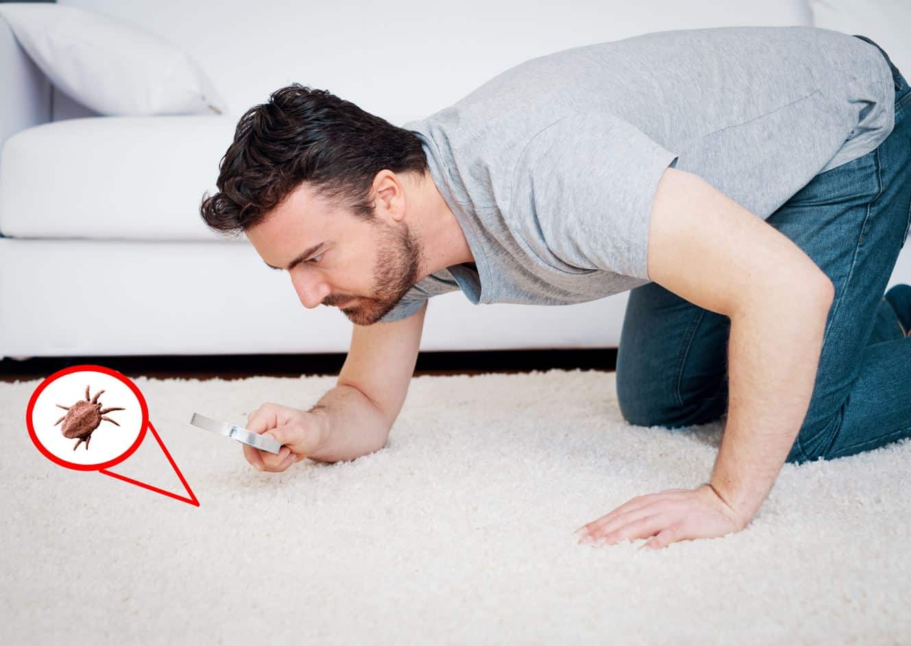 How to Get Rid of Dust Mites and the Allergies They Cause! MaidForYou