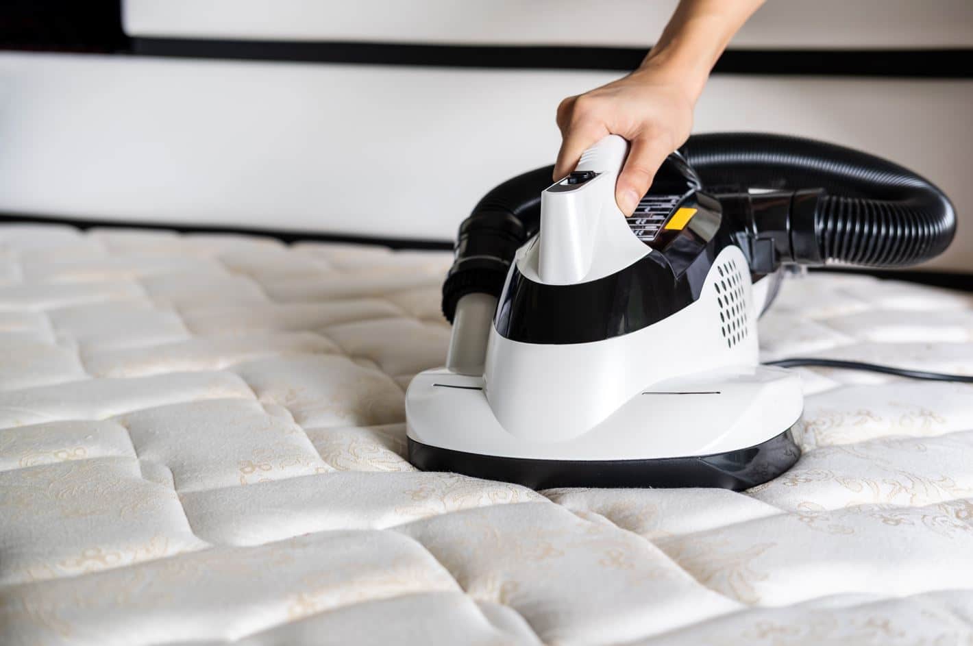 How to Get Rid of Dust Mites MaidForYou