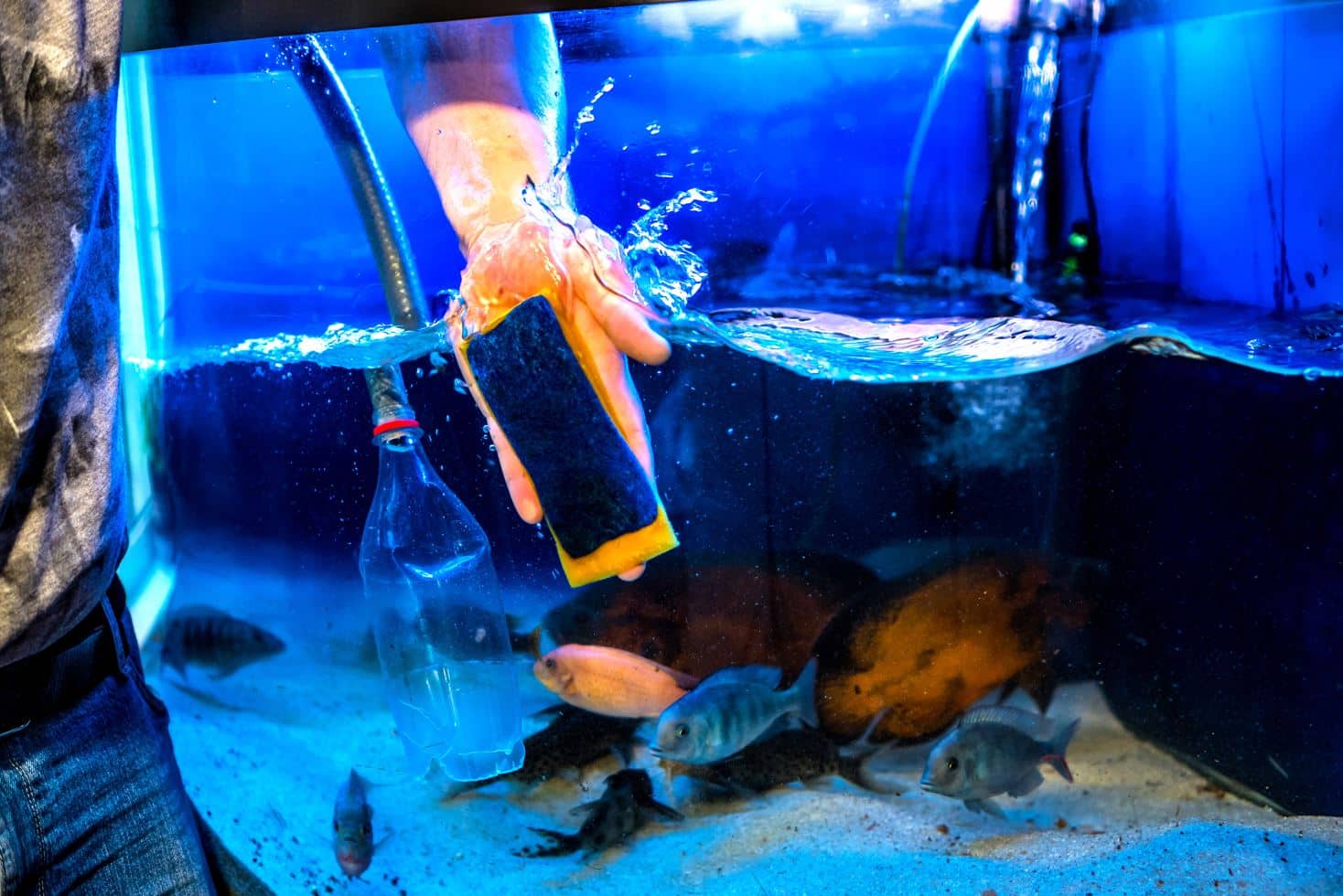 StepbyStep Guide How to Clean a Fish Tank MaidForYou