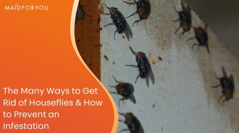 The Many Ways to Get Rid of Houseflies
