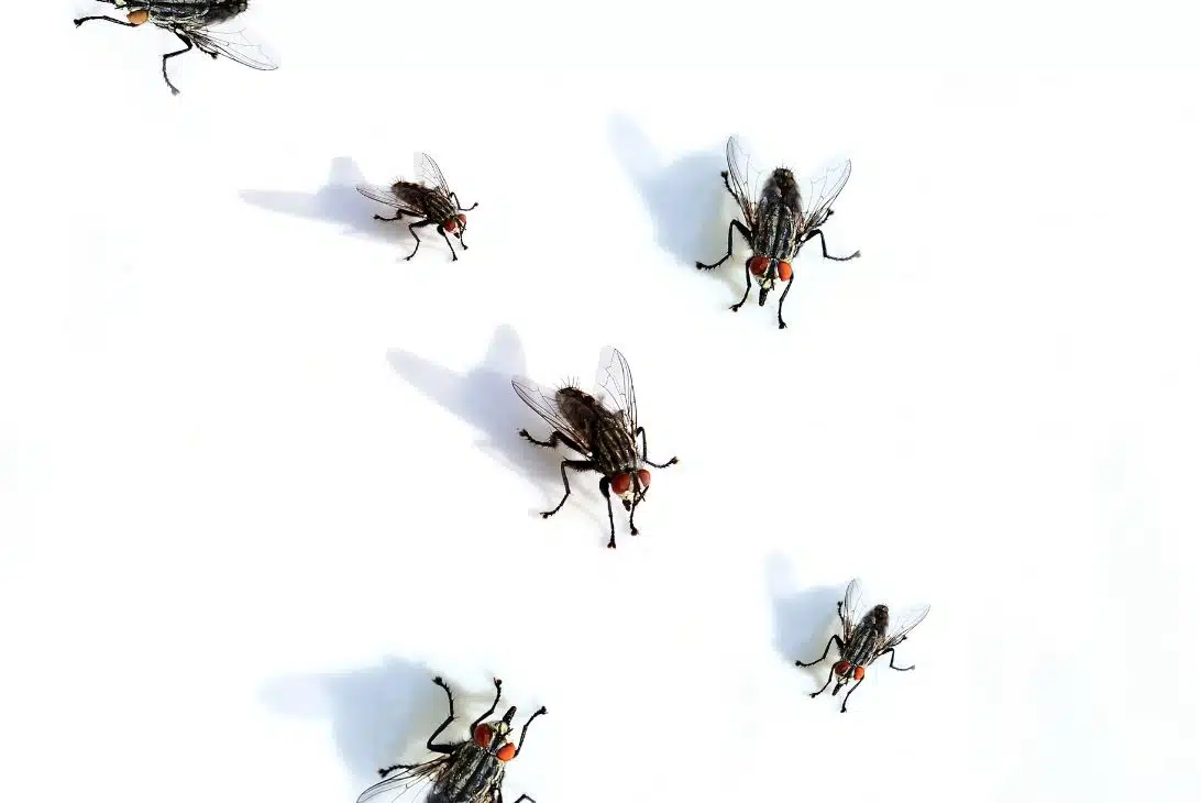 large house flies on a white background